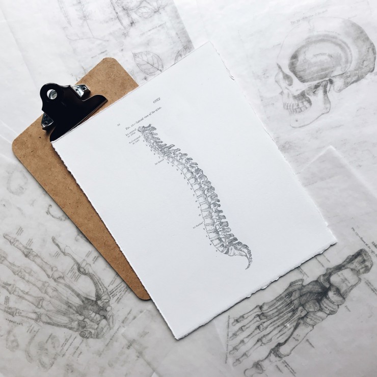 Pelvis and Sacrum